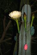  cardeiro ، Queen-of-the night